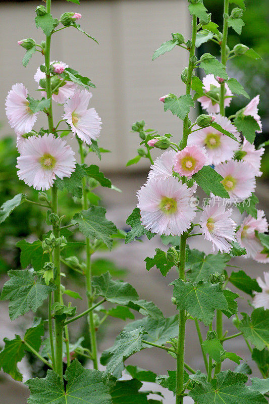 蜀葵/蜀葵花